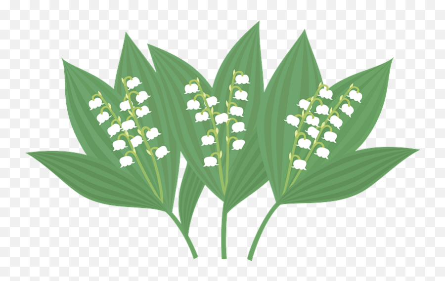 Clipart - Ensete Png,Lily Of The Valley Png