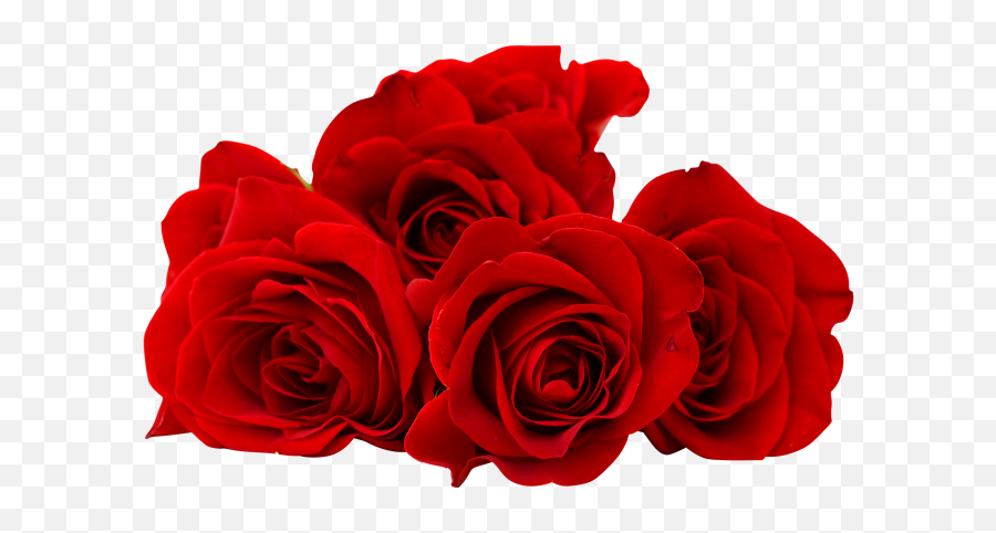 Red Rose Flower Png Image Free Download - Red Rose Flower Png,Free Flower Png