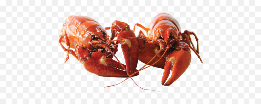 Circle M Crawfish - Real Lobsters Holding Claws Png,Crawfish Png