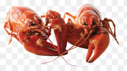 Circle M Crawfish - Real Lobsters Holding Claws Png,Crawfish Png