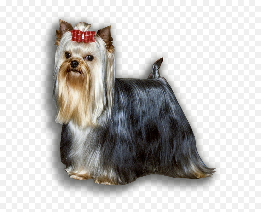 Kingsley Yorkies - Kingsley Yorkies Png,Yorkie Png