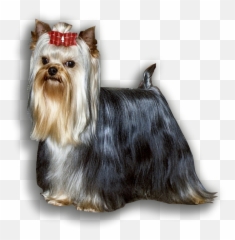 Kingsley Yorkies - Kingsley Yorkies Png,Yorkie Png