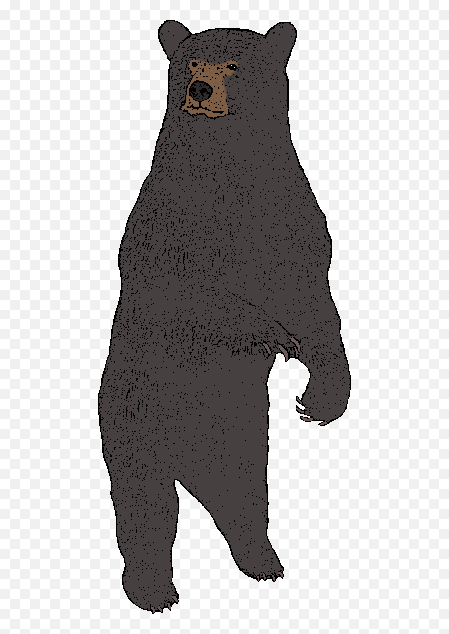 100 - American Black Bear Png,Black Bear Png