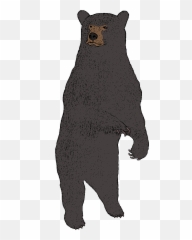 100 - American Black Bear png