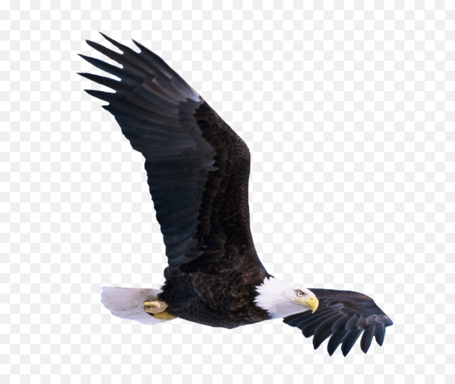 Bald Eagle Flying Png Imagse - Picsart Png Flying Bird,Bald Png