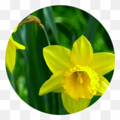 Birth Flowers And Their Meanings - Rose U0026 Blossom Narcisi Gialli Png,Daffodil Png