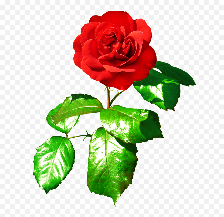Single Flower Png - Flower With Leaves Rose,Single Rose Png