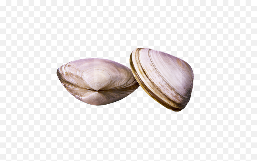 Hd Clams - Baltic Macoma Png,Clam Png