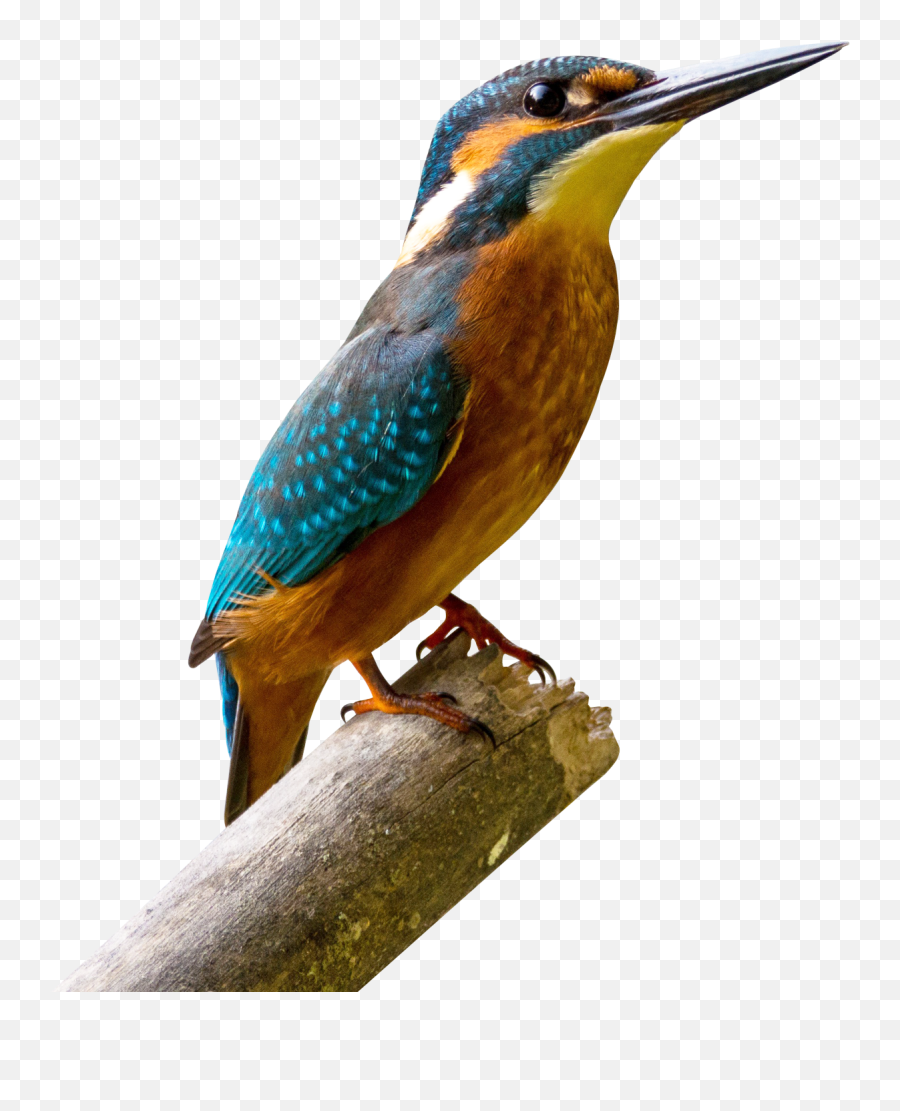 Bird Pngs Kingfisher - Kingfisher Bird Png,Flying Bird Png