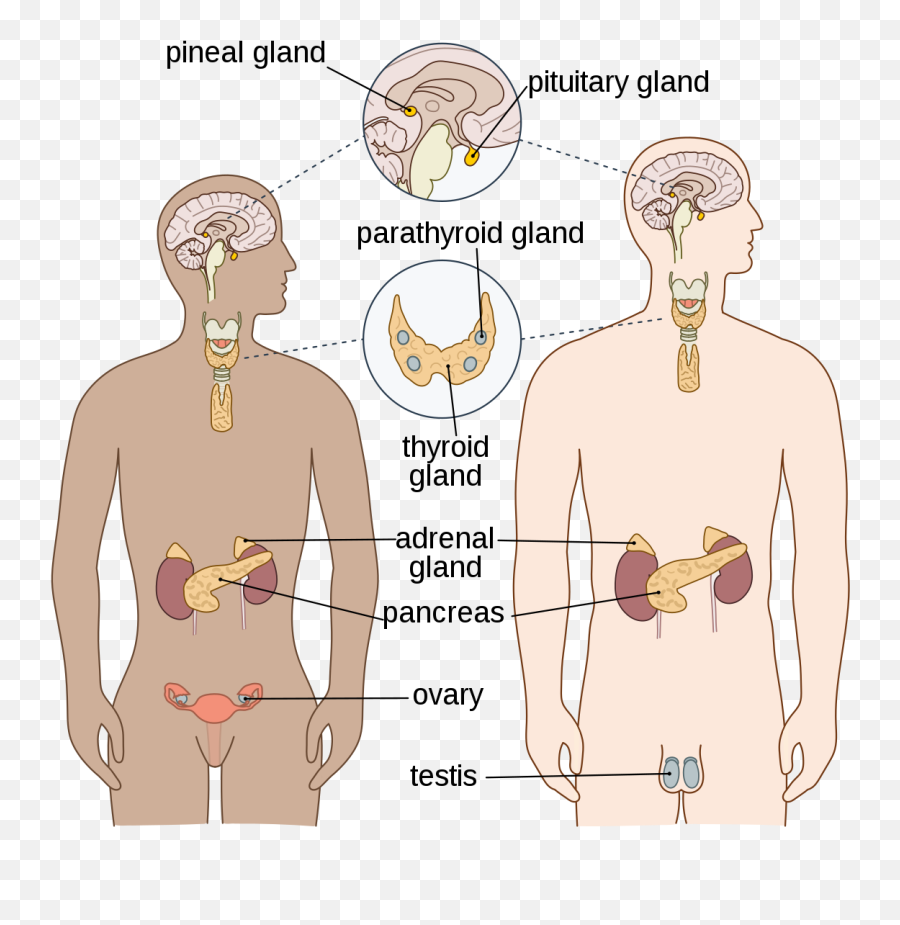 Endocrine System - Wikipedia Endocrine System Png,Adrenal Icon