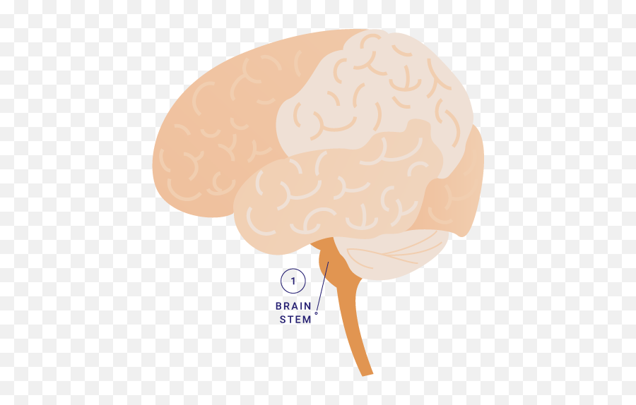 Talk The Tot Brain Components U2013 Children Now - Language Png,Brain Power Icon