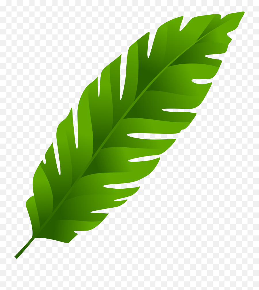 Green Leaf Clipart Hd Png Bamboo Leaves
