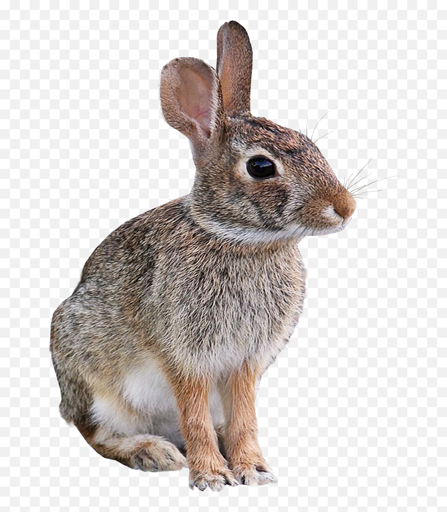 Wild Rabbit Animal Png Image - Transparent Background Transparent Animals,Rabbit Transparent