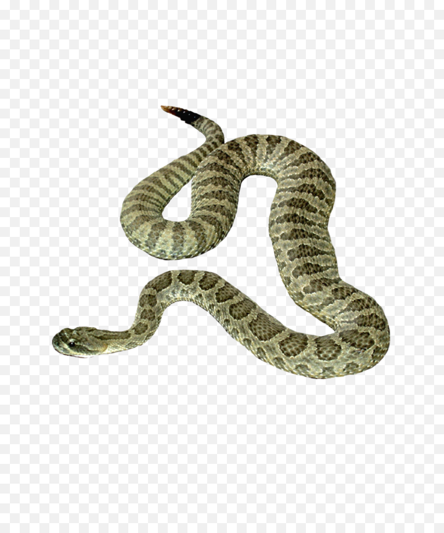 Snake Transparent Png 1 Image - Snake Png,Snake Transparent Background
