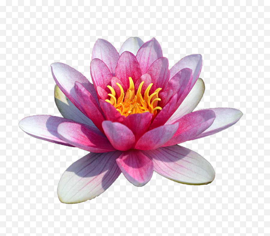 Download Water Lily Transparent - Water Lily Flower Png,Lily Transparent Background