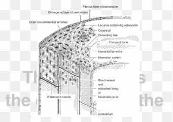 Structure Of Compact Bone - Diagram png