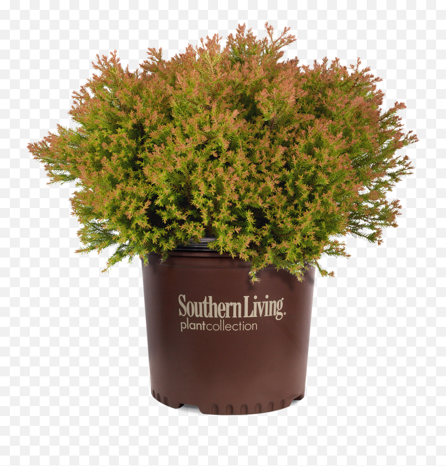 Fire Chief Arborvitae - Southern Living Fire Chief Arborvitae Png,Shrubbery Png
