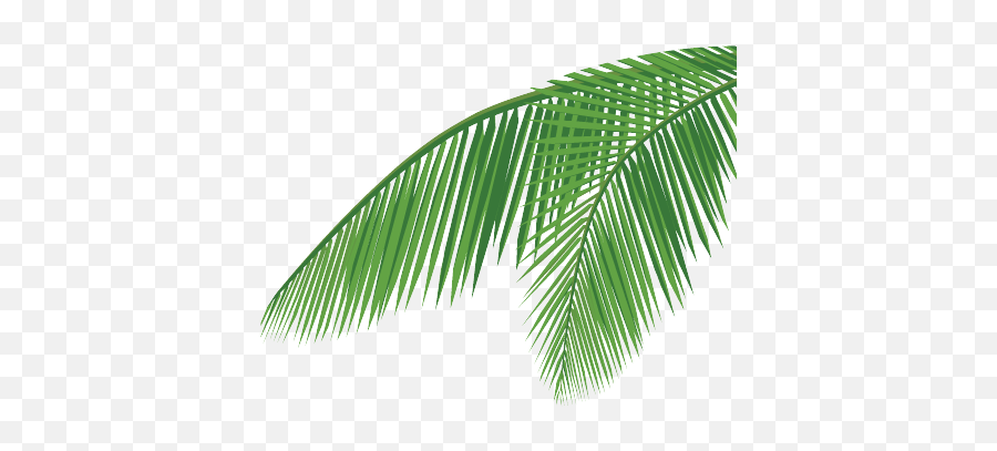 Download Coconut Leaf Png - Coconut Leaf Vector Png Full Leaf Coconut Tree Leaves Png,Leaf Vector Png