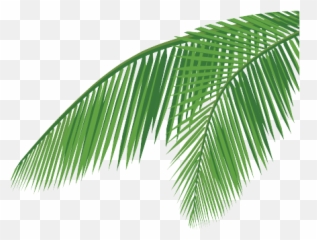 Download Coconut Leaf Png - Vector Full Tree Leaves