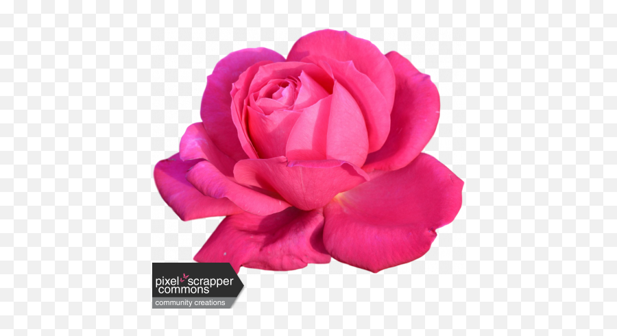 Pink Rose Graphic By Nichole Kidd Pixel Scrapper Digital - Hot Pink Rose Png,Pink Roses Png