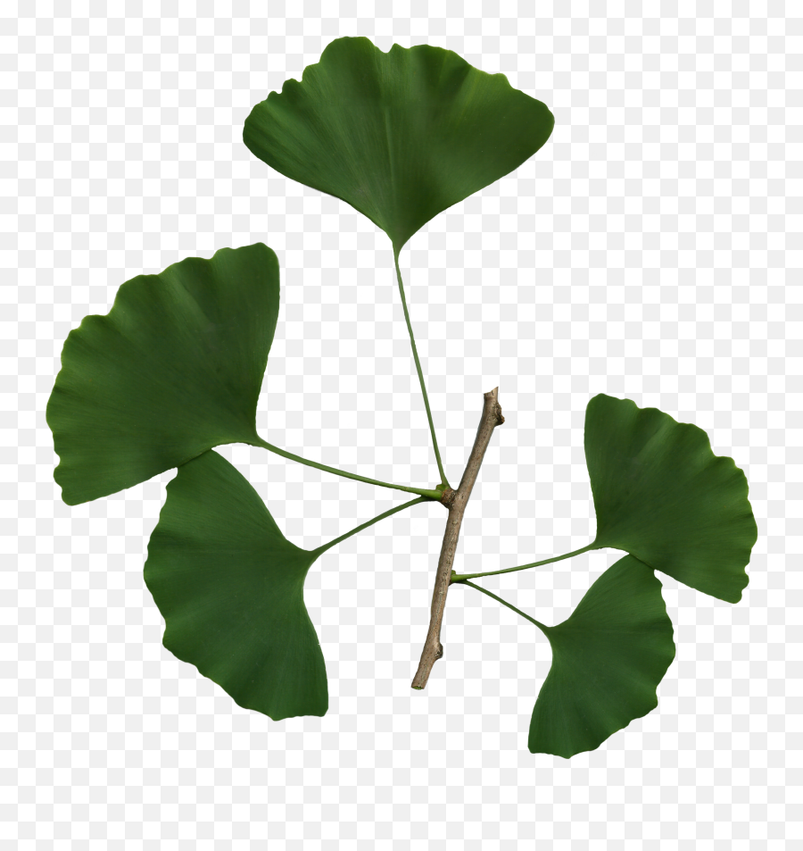 Ginkgo Biloba Leaf Png - Ginkgo Biloba Leaf Png,Leaves Png