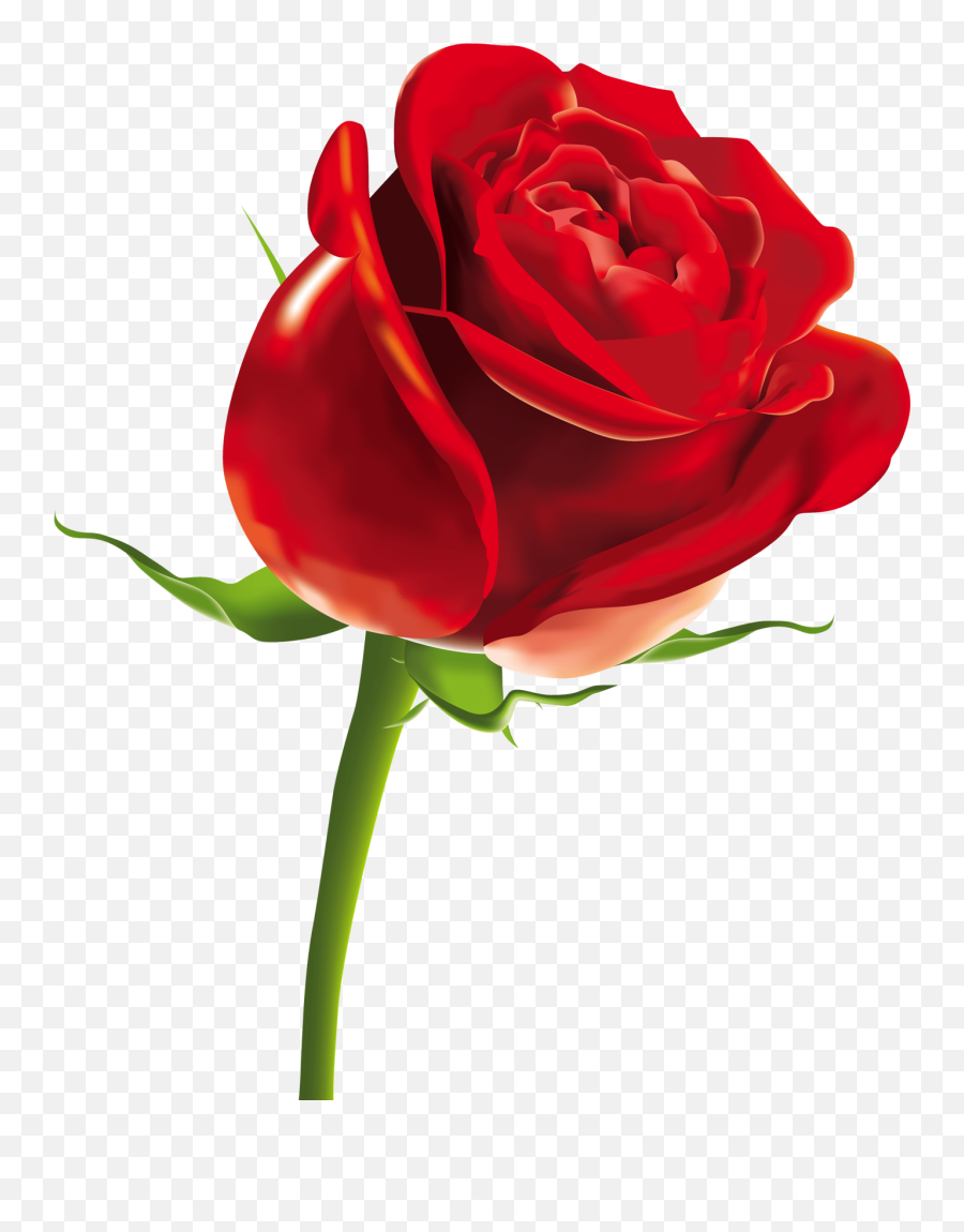 Download Rose Png Picture - Valentines Rose,Rose Png