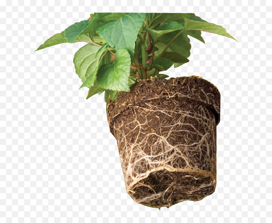 What Is Perfect Growing Media Part Ii - Flowerpot Png,Growing Plant Png