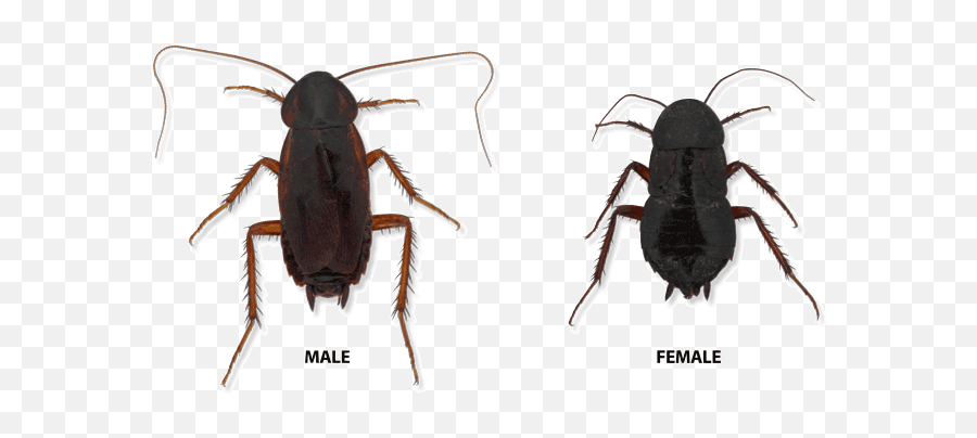 Cockroach Png Image - Oriental Cockroach,Cockroach Png