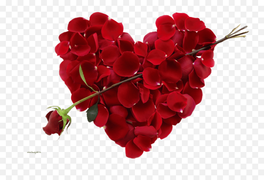 Rose Png With Heart Images Download - New Flower Pic Download,Rose Png Hd