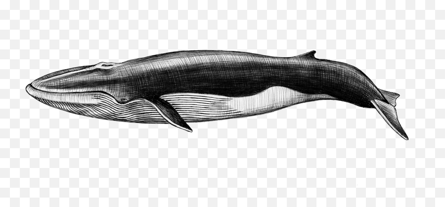 The Atavist Magazine - Sei Whale Png,Among The Baganda People Of Uganda, The Drum Is A Powerful Icon Of Royal Authority.