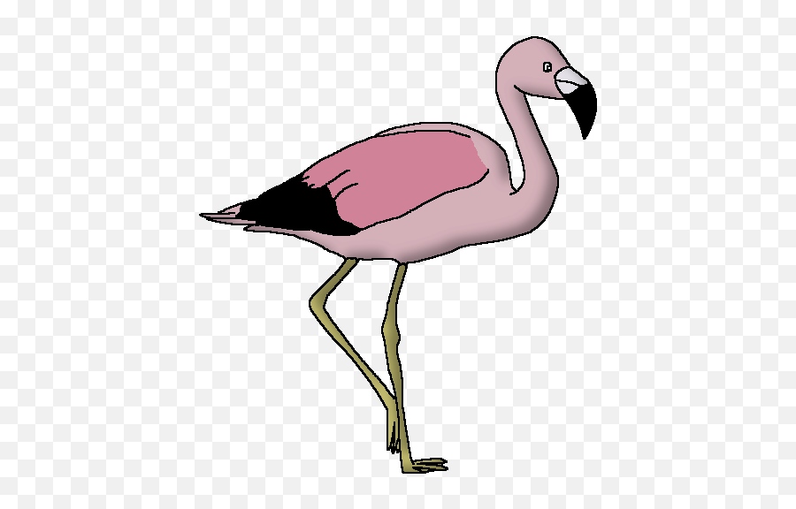 Andean Flamingo Png U0026 Free Flamingopng Transparent - Animal Pedia Wiki Fandom,Flamingo Icon