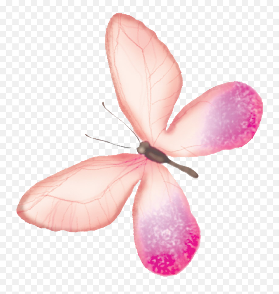Free Png Butterfly - Konfest,Caterpillar Transparent Background