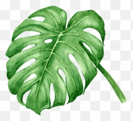 Plant Sales Products Greendreams - Watercolour Tropical Leaves Vector png