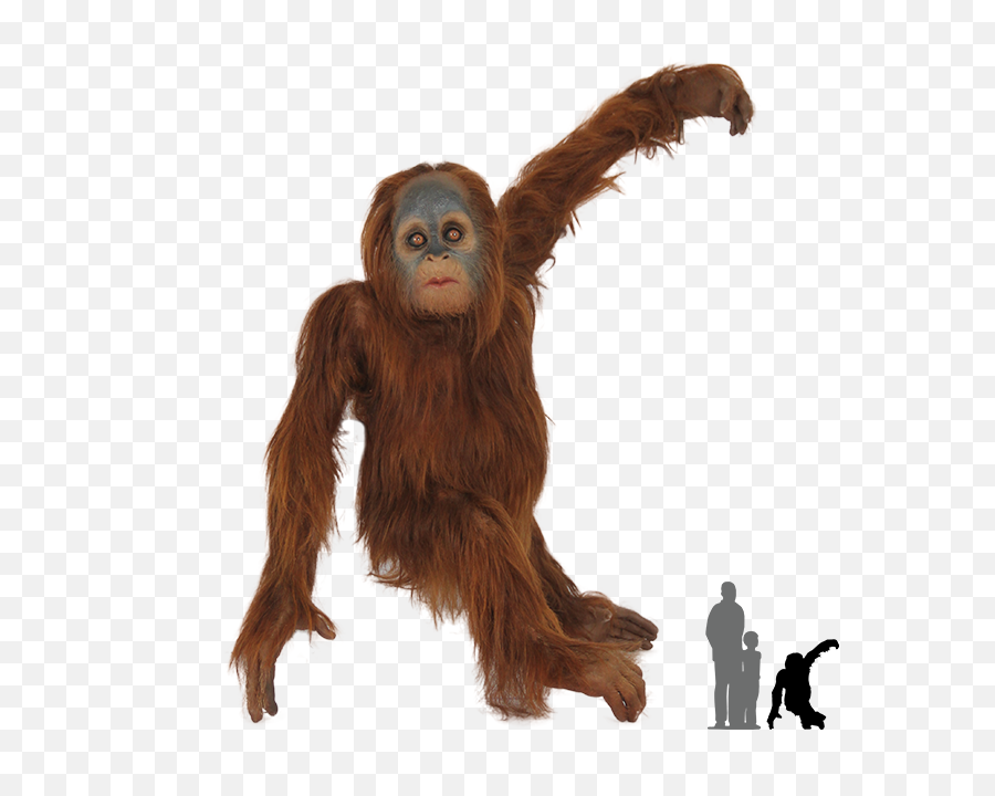 Download Real Monkey Png - Orangutan Png Clipart,Monkey Png