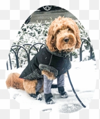 All - InOne Dog Boot Leggings Never lose a dog boot again Build Snowsuit With Attached Boots png