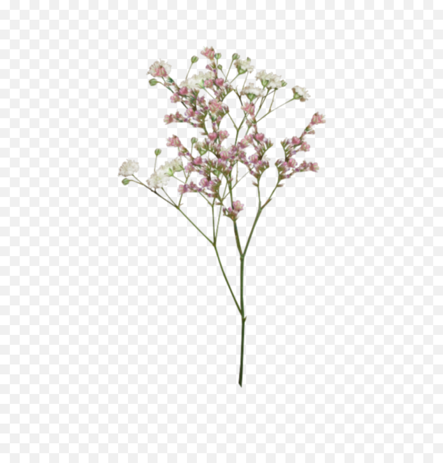 Flores Aesthetic Tumblr Png Edit Edi - Transparent Dried Flowers Png,Flowers Png Tumblr