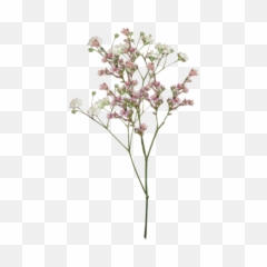 Flores Aesthetic Tumblr Png Edit - Transparent Dried Flowers