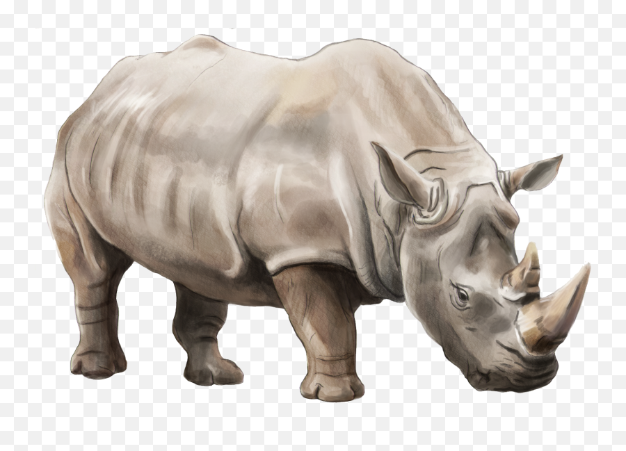 Rhino Png Icon - White Rhino Png,Rhino Png