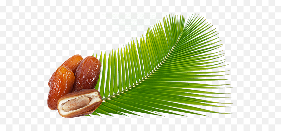 Download Sobopa Is A Tunisian Company - Palm Dates Png,Palm Png