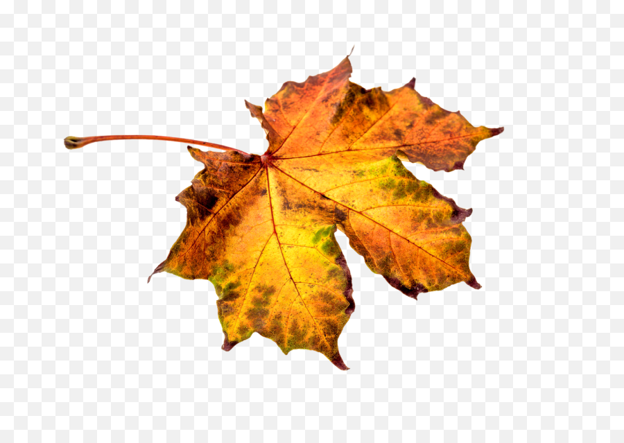 Download Leaf Clipart Hq Png Image In - Hojas De Otoño Png,Leaves Clipart Png