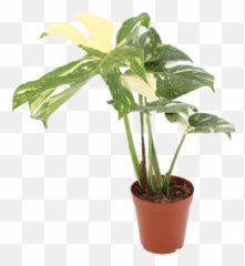 Philodendron Monstera Thai Constellation - Growjunglenl Monstera Thai Constellation Png,Plant Transparent