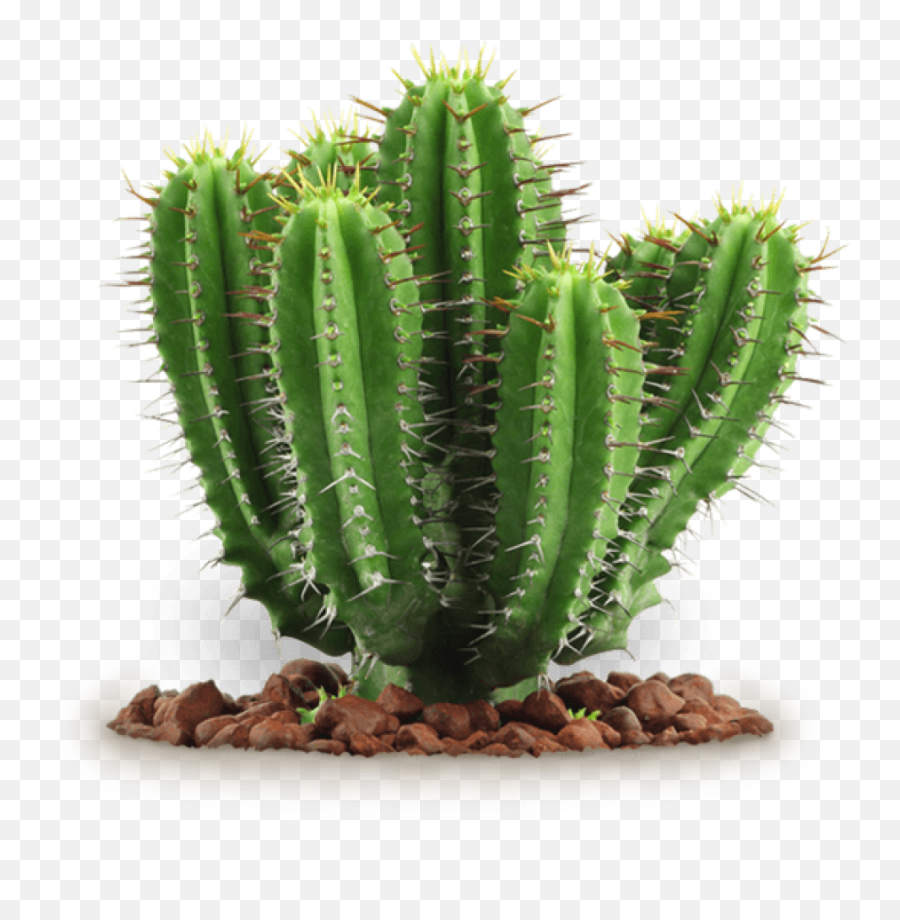 Cactus Png Image - Cactus Plant Png,Cactus Clipart Png