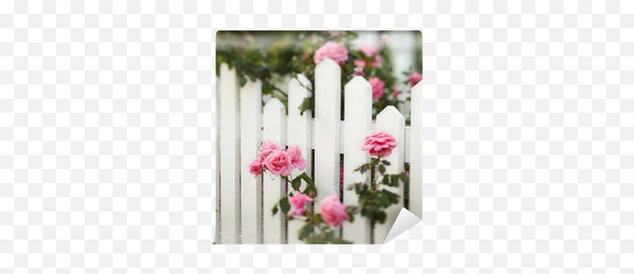 Rose Bush Growing Over White Picket Fence Wallpaper U2022 Pixers We Live To Change - White Picket Fence With Roses Png,White Picket Fence Png