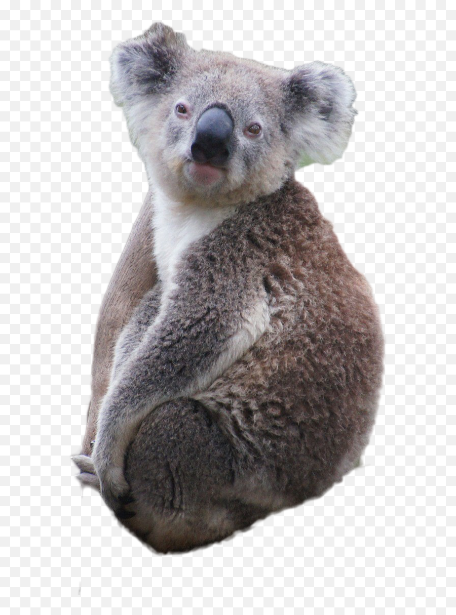 Koala Png Free File Download - Koala Png,Koala Transparent