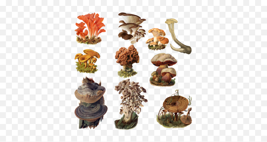 Fungi Png 5 Image - Mushrooms Png,Fungi Png
