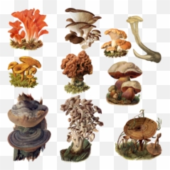 Fungi Png 5 Image - Mushrooms Png,Fungi Png