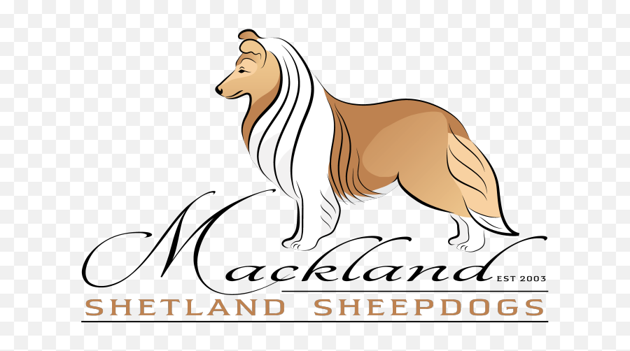 Mackland Shetland Sheepdogs In South Africa - Scotch Collie Png,Border Collie Png