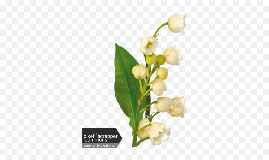 Valley - Lily Of The Valley Png,Lily Of The Valley Png