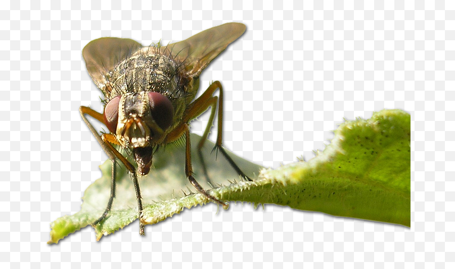 Fly Housefly Transparency - Grasshopper Png,Fly Transparent