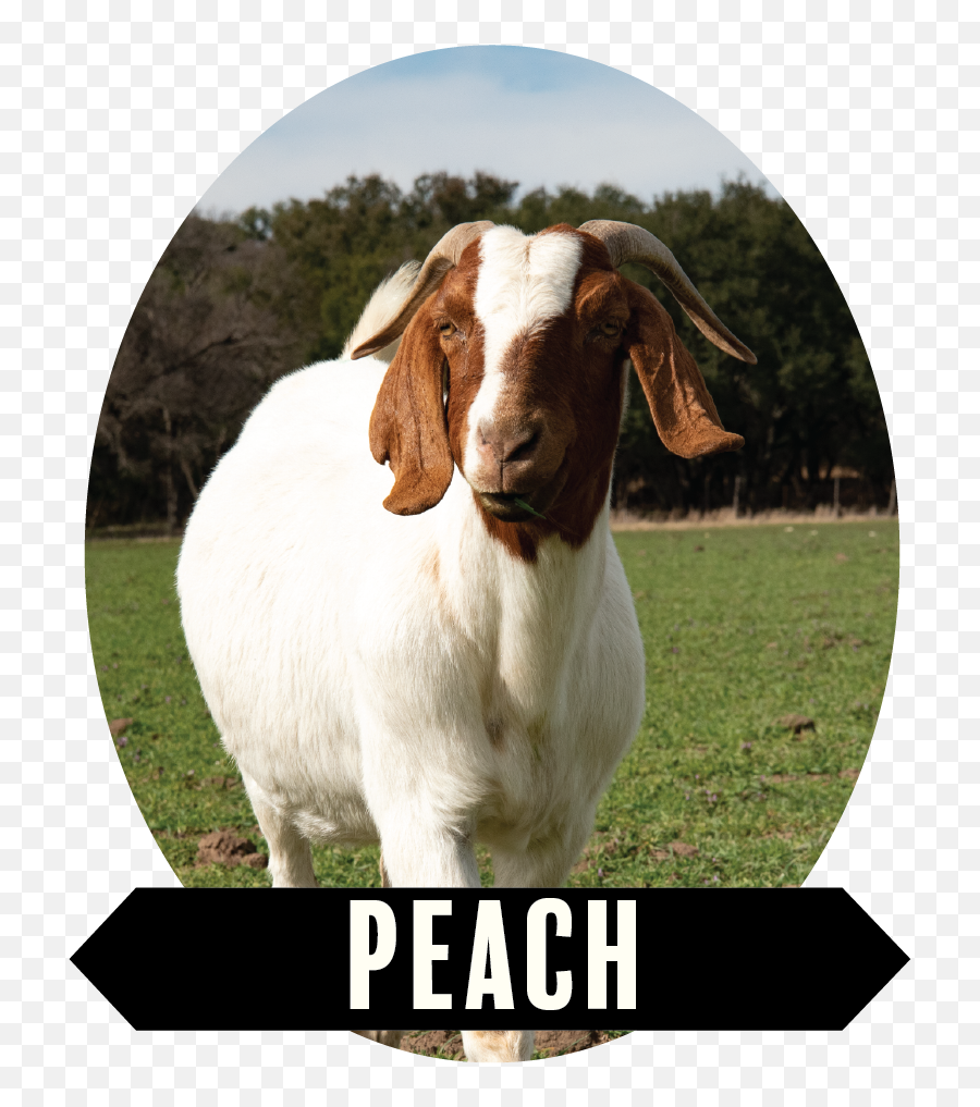 Goat Head Png - Goat,Goat Head Png